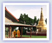 Bodhi Tree Hover