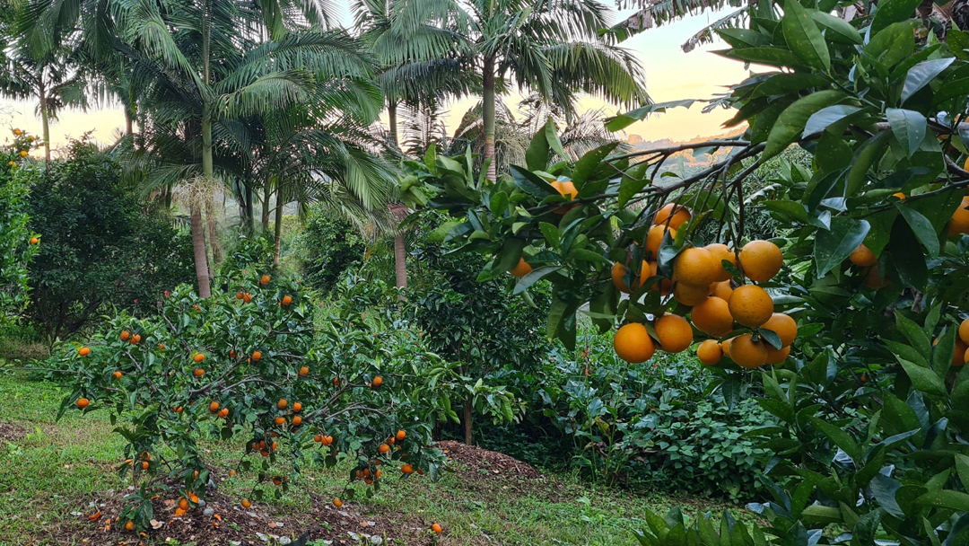 Harvest from the farm
