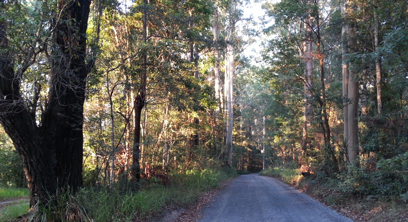 Tarkeeth Forest Bellingen