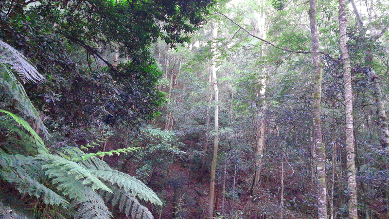 Tarkeeth Forest Bellingen