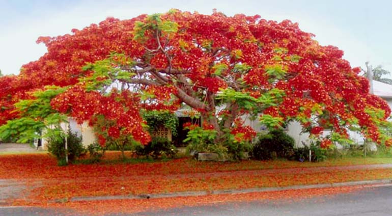 Poinciana Tree in Flower